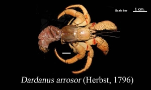 Dardanus arrosor (Herbst, 1796)