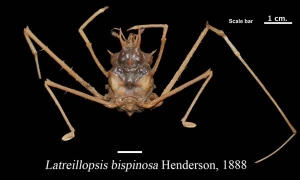 Latreillopsis bispinosa Henderson, 1888