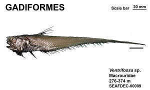 Gadiformes Ventrifossa sp.