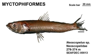 Myctophiformes Neoscopelus sp.