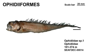 Ophidiformes Ophidiidae sp.1