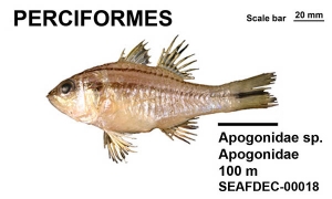 Perciformes Apogonidae sp.