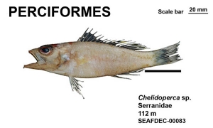 Perciformes Chelidoperca sp.
