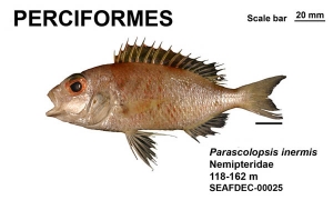 Perciformes Parascolopsis inermis