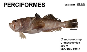 Perciformes Uranoscopus sp.