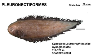 Pleuronectiformes Cynoglossus macrophthalmas