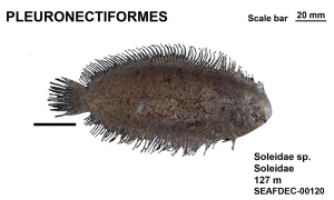 Pleuronectiformes Soleidae sp.