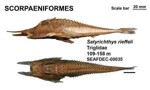 Scorpaeniformes Satyrichthys rieffeli