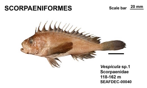 Scorpaeniformes Vespicula sp.1