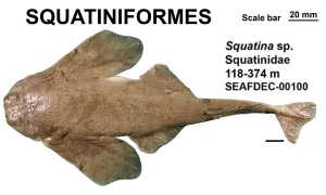 Squatinforms Squatina sp.