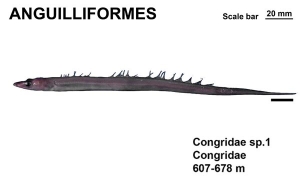 Anguilliformes Congridae sp.1
