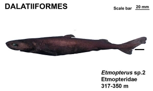 Dalatiiformes Etmopterus sp.2