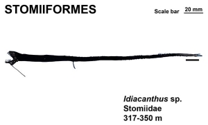 Stomiiformes Idiacanthus sp.