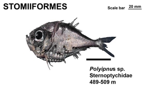 Stomiiformes Polyipnus sp.