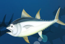 Fantastic Tuna and How to Identify Them:  Southeast Asia Edition