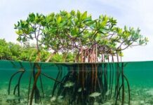 21 March: World Forestry Day SEAFDEC Highlights Mangrove Conservation as a Marine Livelihood Imperative