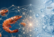 SEAFDEC/TD Partners with Thailand’s Department of Fisheries to Advance Ozone Slurry Ice (OSI) Research for Extending Black Tiger Shrimp Shelf Life