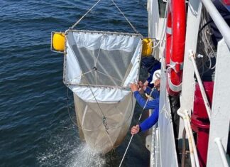 Investigating Hypoxia’s Impact on Demersal Fisheries: SEAFDEC/TD Completes Upper Gulf Survey